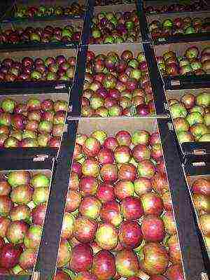 the best varieties of self-fertile apple trees