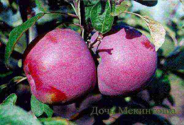 the best varieties of self-fertile apple trees