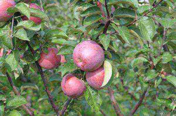 the best varieties of self-fertile apple trees