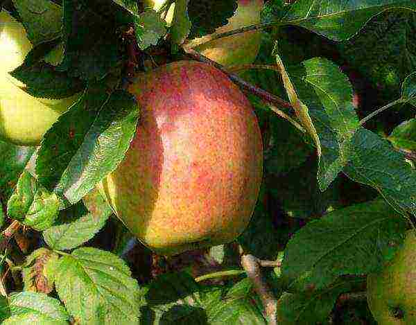 the best varieties of self-fertile apple trees