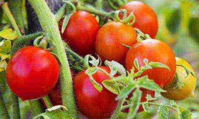 the best varieties of ultra-ripe tomatoes