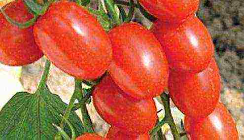 the best varieties of ultra-ripe tomatoes