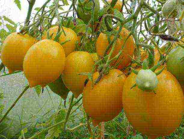 the best varieties of ultra-ripe tomatoes