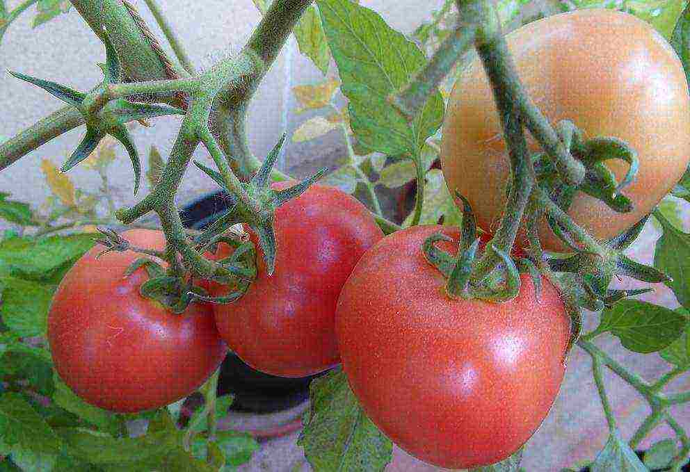 the best varieties of ultra-ripe tomatoes