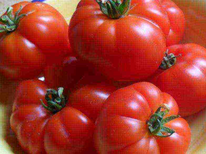 the best varieties of ultra-ripe tomatoes