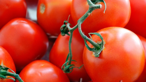 the best varieties of ultra-ripe tomatoes