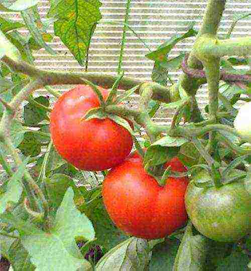 the best varieties of ultra-ripe tomatoes