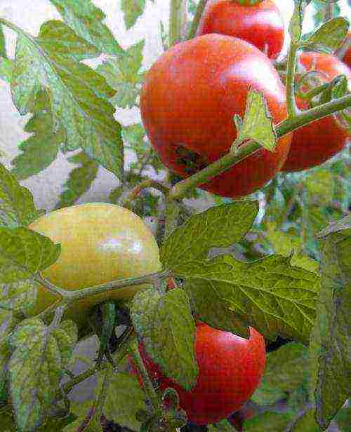 the best varieties of ultra-ripe tomatoes