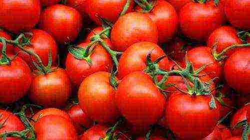 the best varieties of ultra-ripe tomatoes