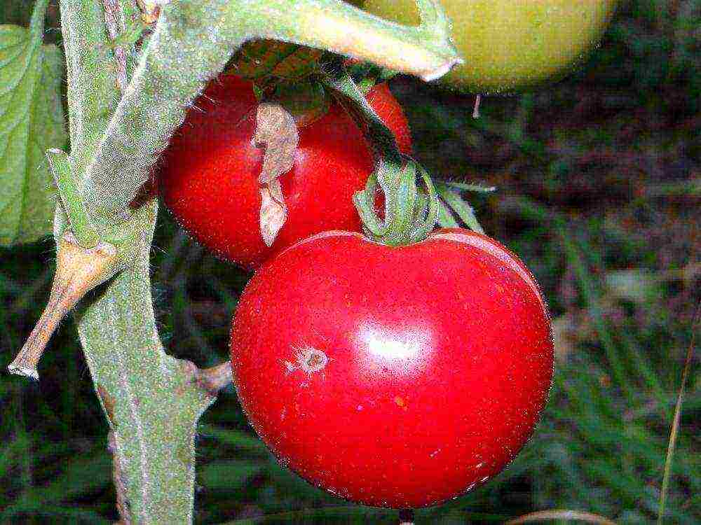 the best varieties of ultra-ripe tomatoes