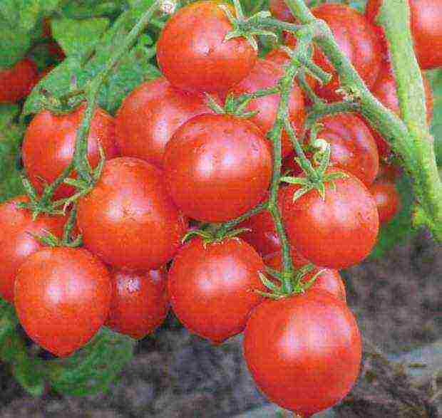 the best varieties of ultra-ripe tomatoes