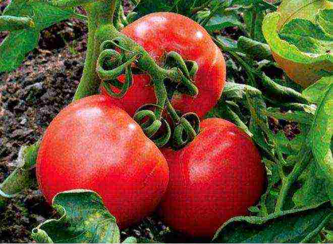 the best varieties of ultra-ripe tomatoes