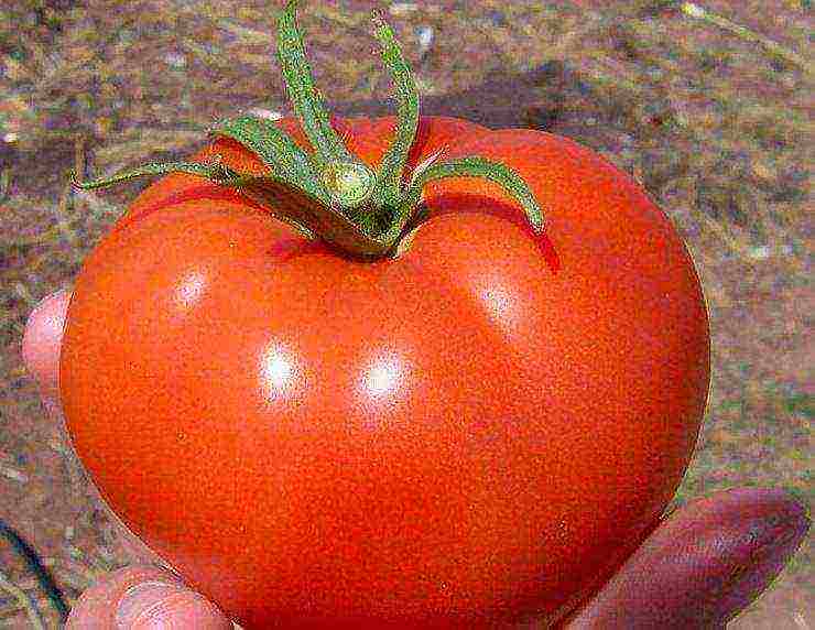 the best varieties of ultra-ripe tomatoes