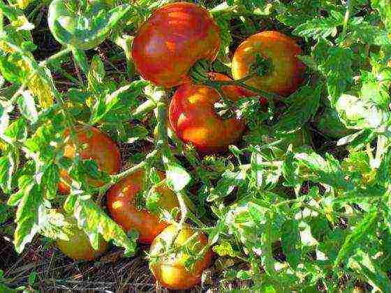 the best varieties of ultra-ripe tomatoes