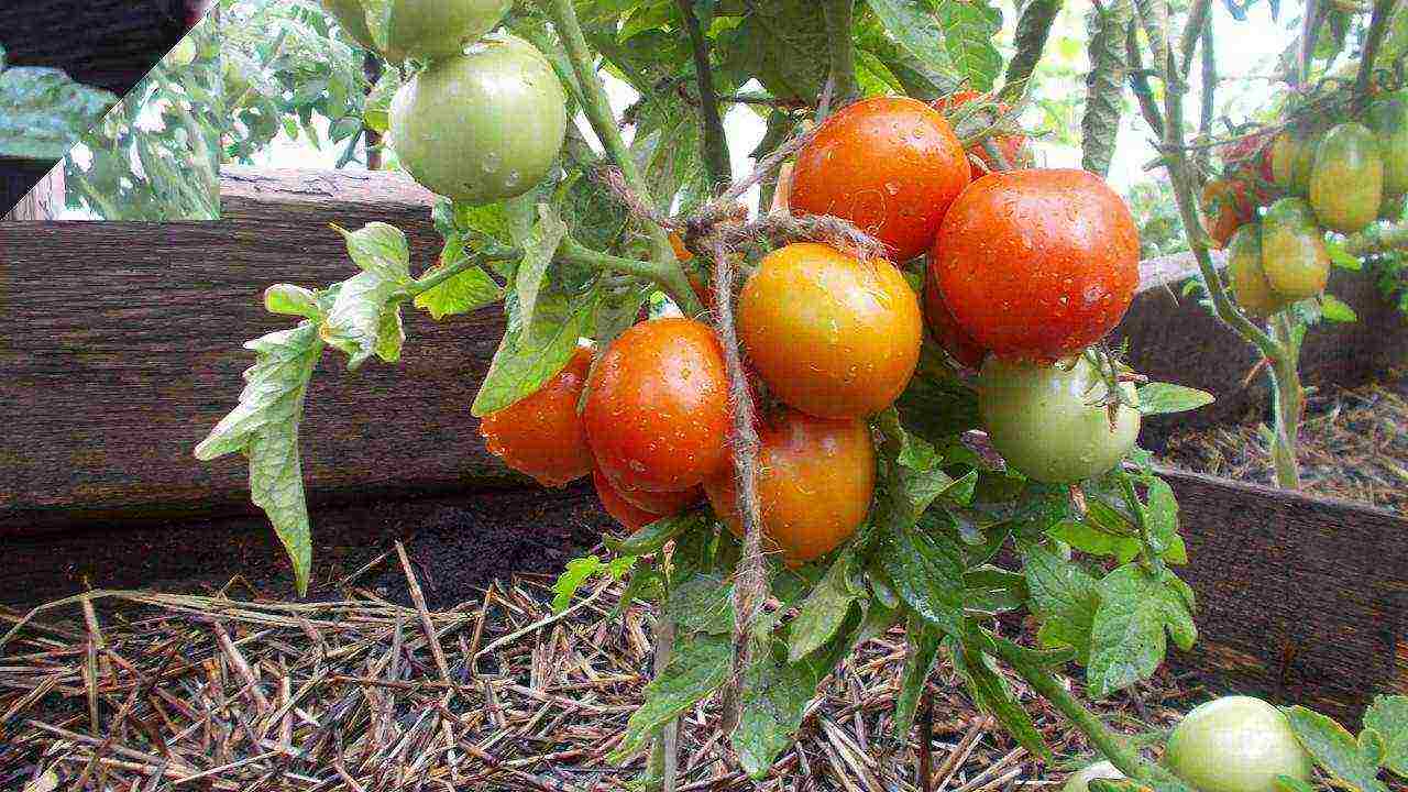 the best varieties of ultra-ripe tomatoes