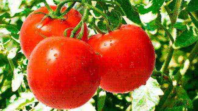 the best varieties of ultra-ripe tomatoes