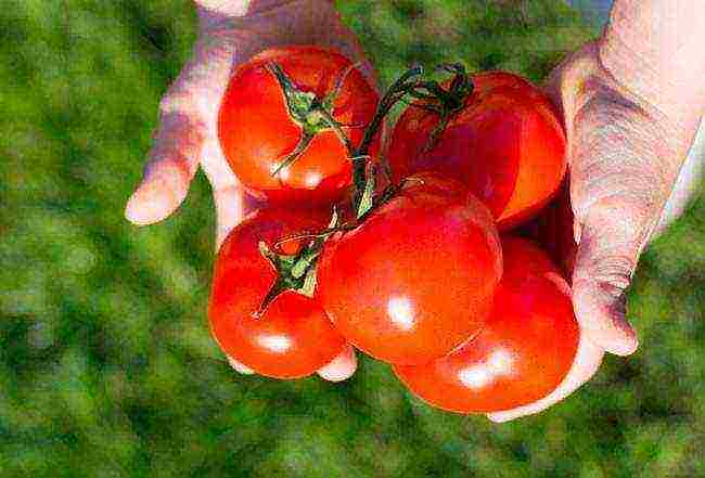 the best varieties of ultra-ripe tomatoes