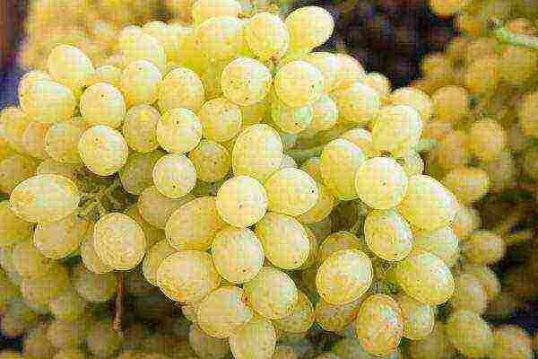 the best grape varieties