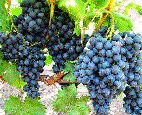 the best grape varieties