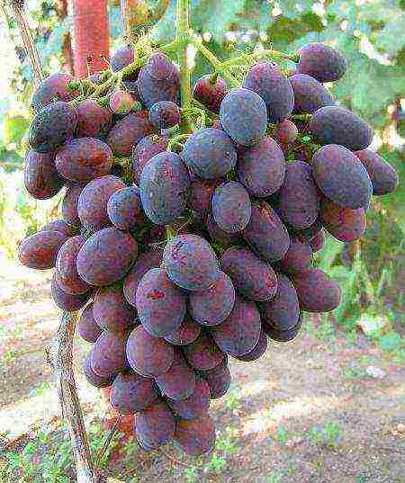 the best grape varieties