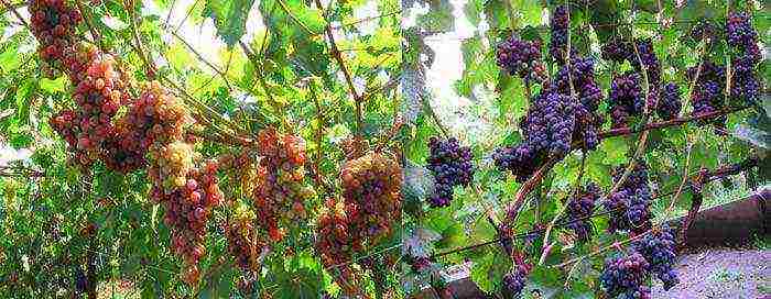 the best varieties of raisins grapes