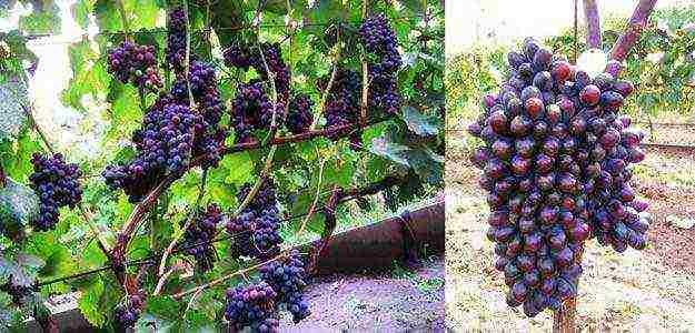 the best varieties of raisins grapes