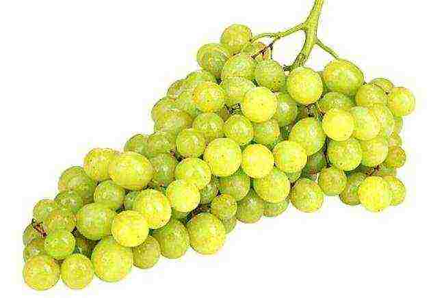 the best varieties of raisins grapes