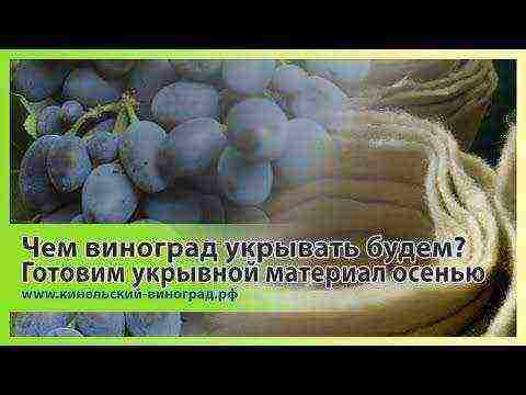 the best grape varieties of samara