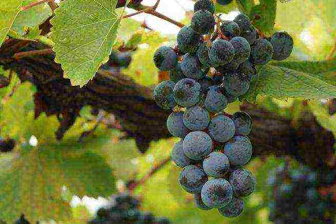 the best grape varieties of samara