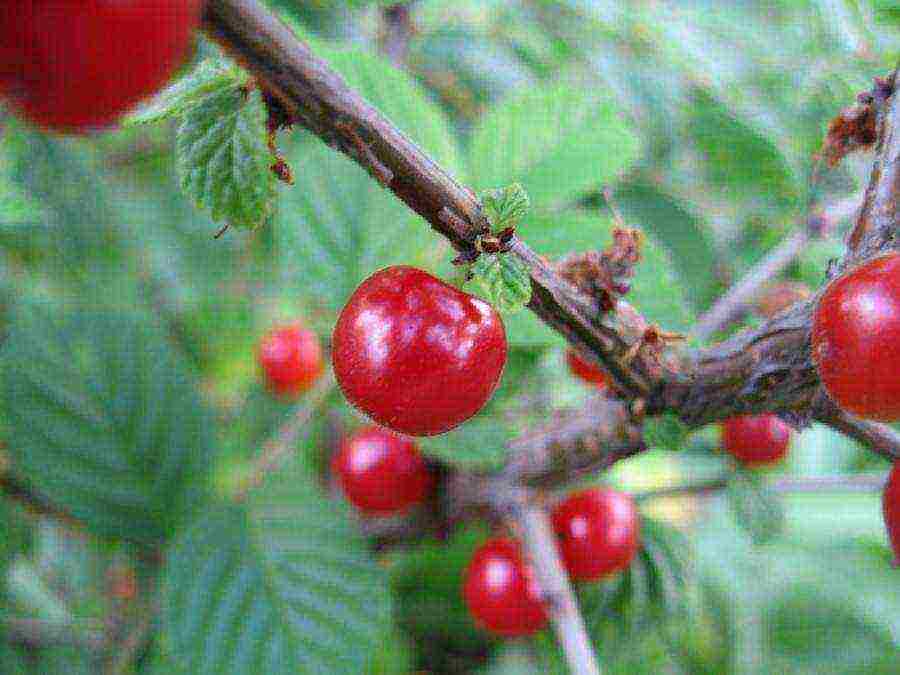 the best varieties of felt cherries