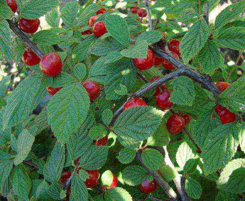 the best varieties of felt cherries