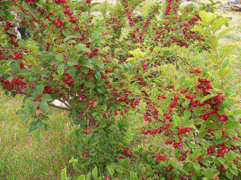 the best varieties of felt cherries