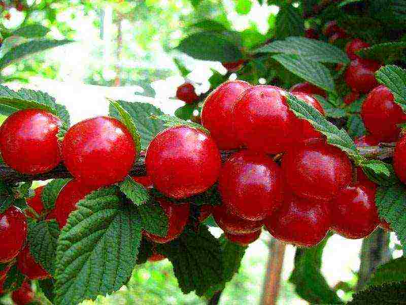 the best varieties of felt cherries