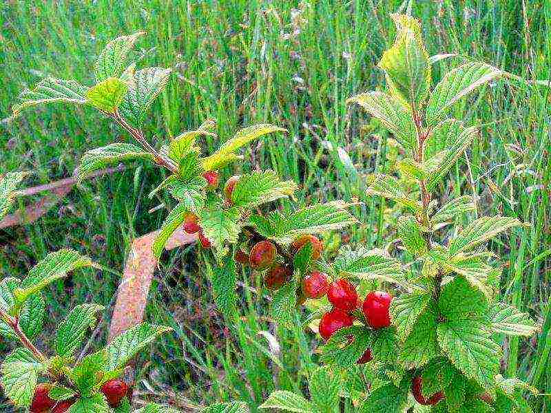 the best varieties of felt cherries