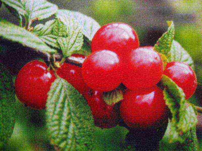 the best varieties of felt cherries