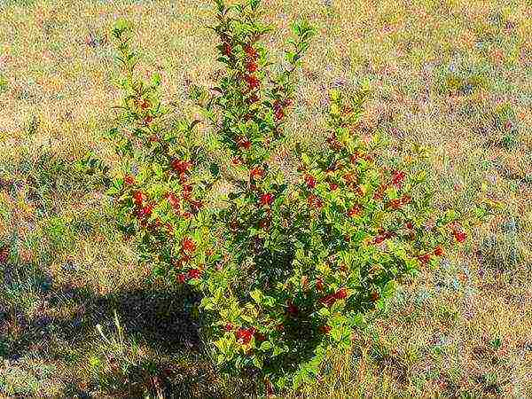 the best varieties of felt cherries