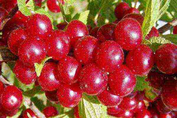 the best varieties of felt cherries