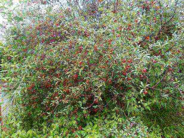 the best varieties of felt cherries