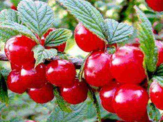 the best varieties of felt cherries