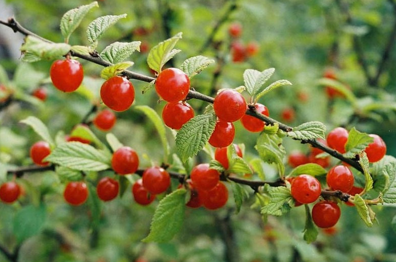 the best varieties of felt cherries