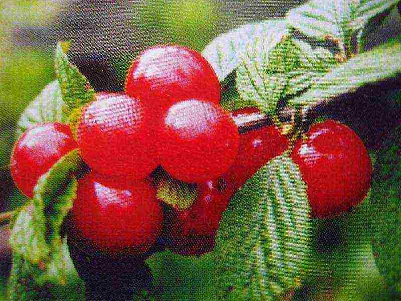 the best varieties of felt cherries