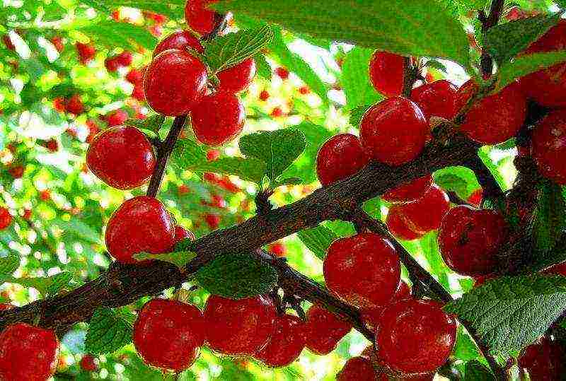 the best varieties of felt cherries