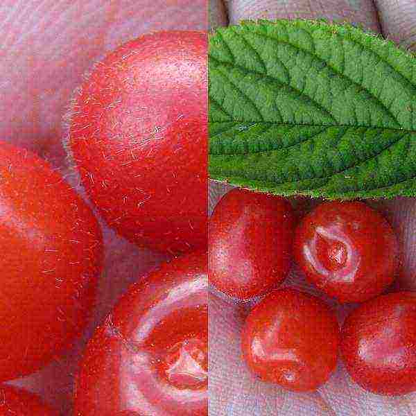 the best varieties of felt cherries