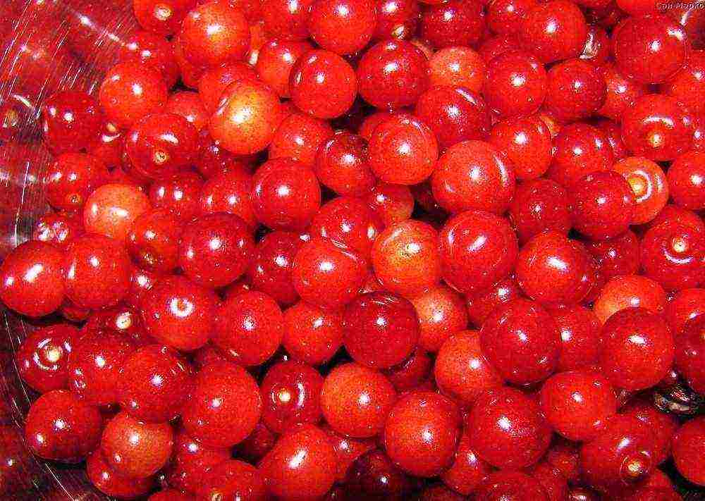 the best varieties of felt cherries