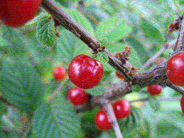 the best varieties of felt cherries