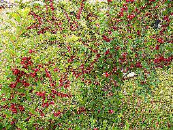 the best varieties of felt cherries