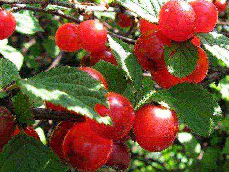 the best varieties of felt cherries