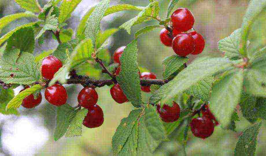 the best varieties of felt cherries