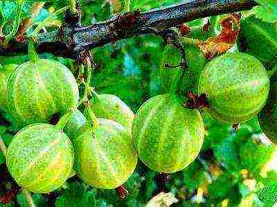 the best varieties of green gooseberries