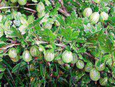 the best varieties of green gooseberries